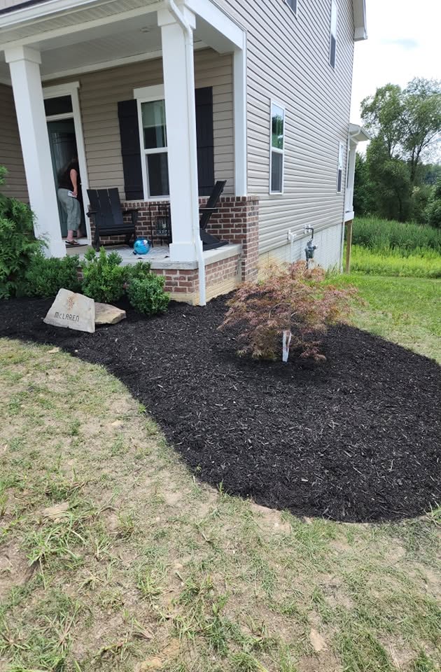 Black Mulch Bed with Japanese Maple