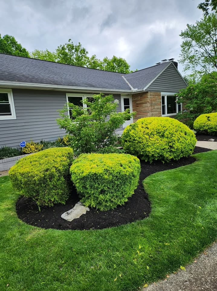 Manicured Shrubs & Black Mulch