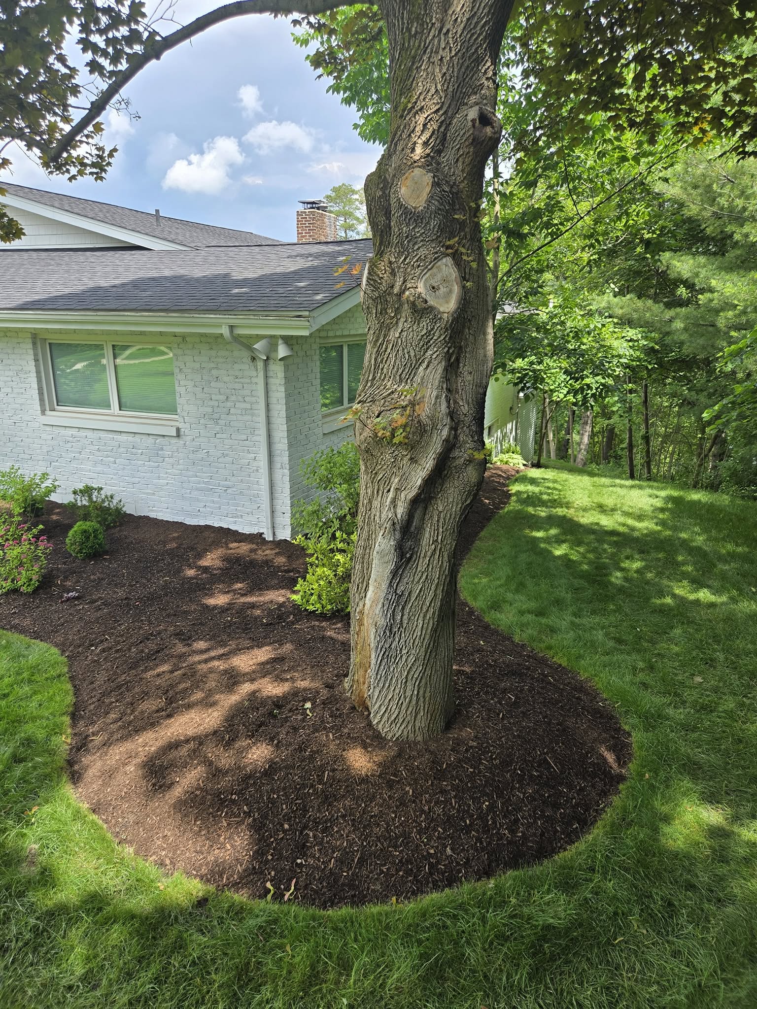 Tree Ring Mulch Installation
